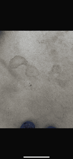 4 Seasons Carpet Clean — Customer photo