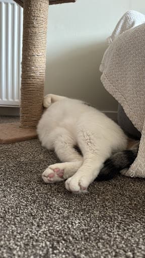 AMDE Carpet Cleaning Edinburgh — Customer photo