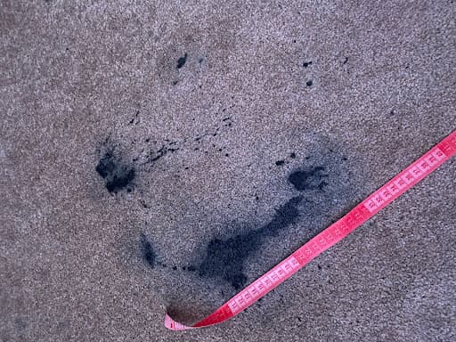 The Carpet Doctor — Customer photo