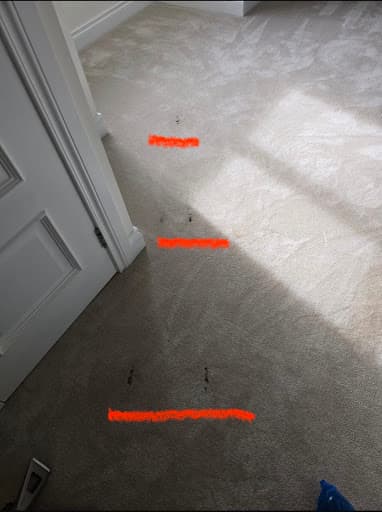 AquaSweep Carpet Cleaning — Customer photo